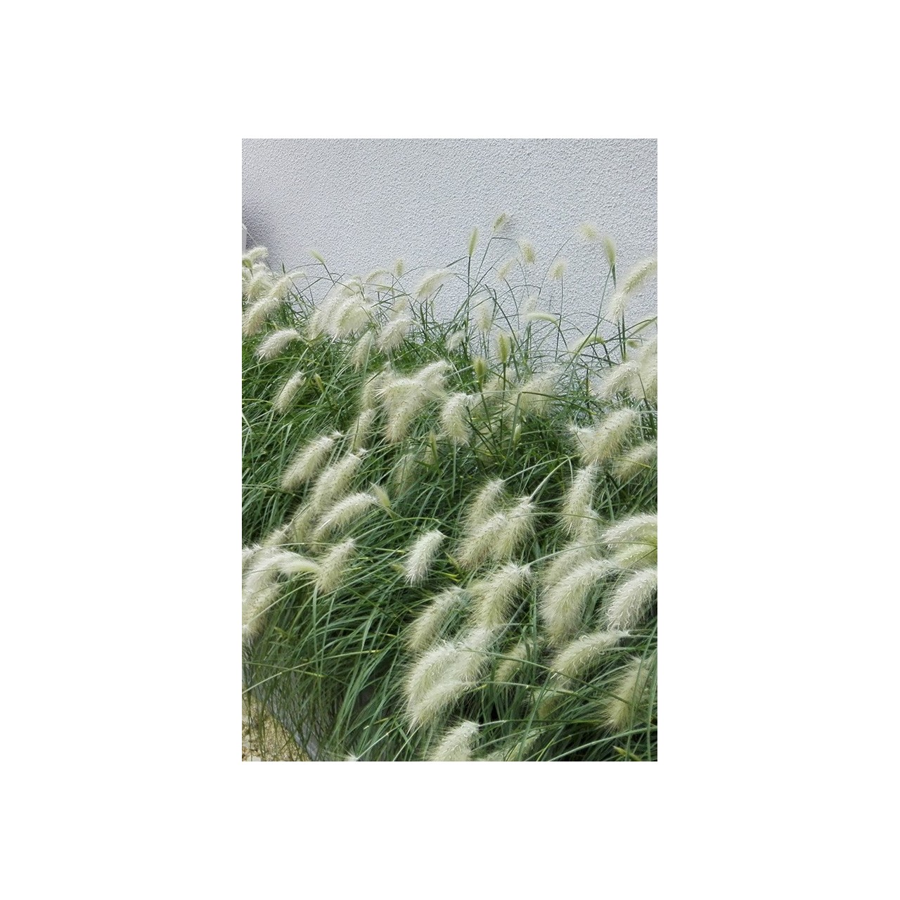 Herbe aux écouvillons - Pennisetum villosum