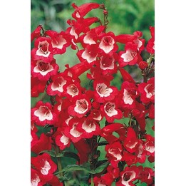 Galane - Penstemon 'Jupiter'
