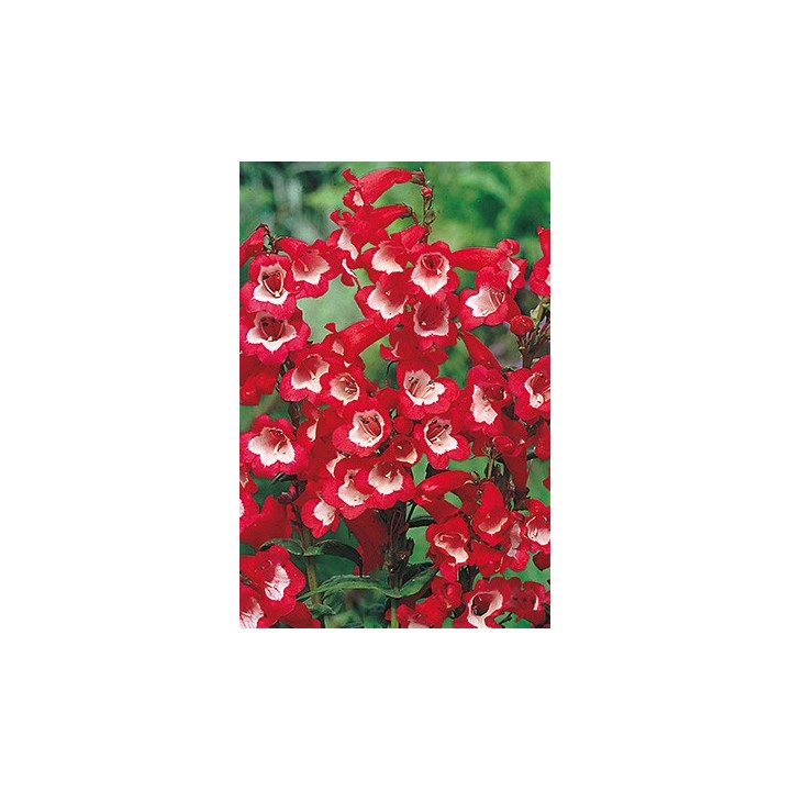 Galane - Penstemon 'Jupiter'