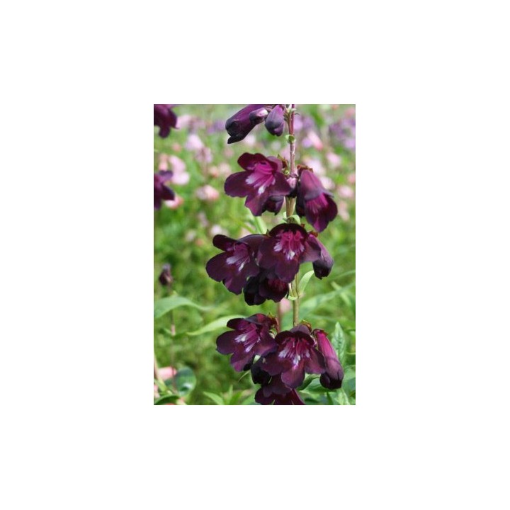 Galane - Penstemon 'Raven'