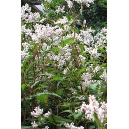 Persicaire - Persicaria campanulata 'Alba'