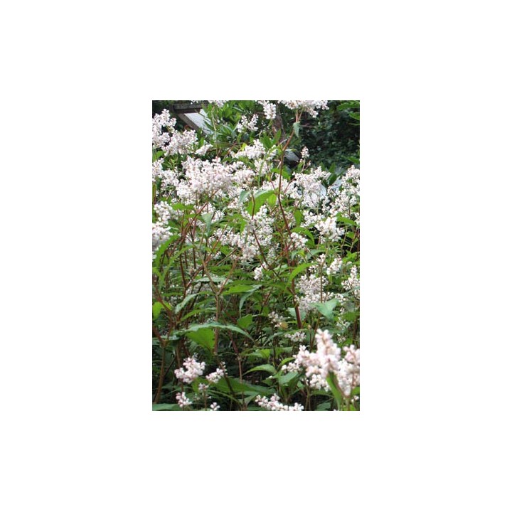 Persicaire - Persicaria campanulata 'Alba'