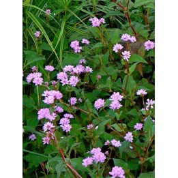 Percicaire - Persicaria runcinata