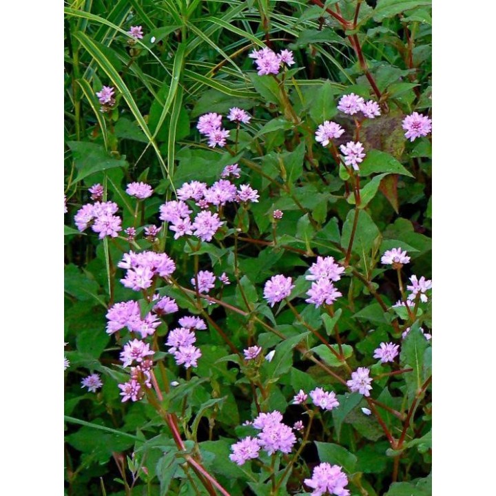 Percicaire - Persicaria runcinata
