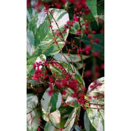 Percicaire - Persicaria virginiana 'Painter's Palette'