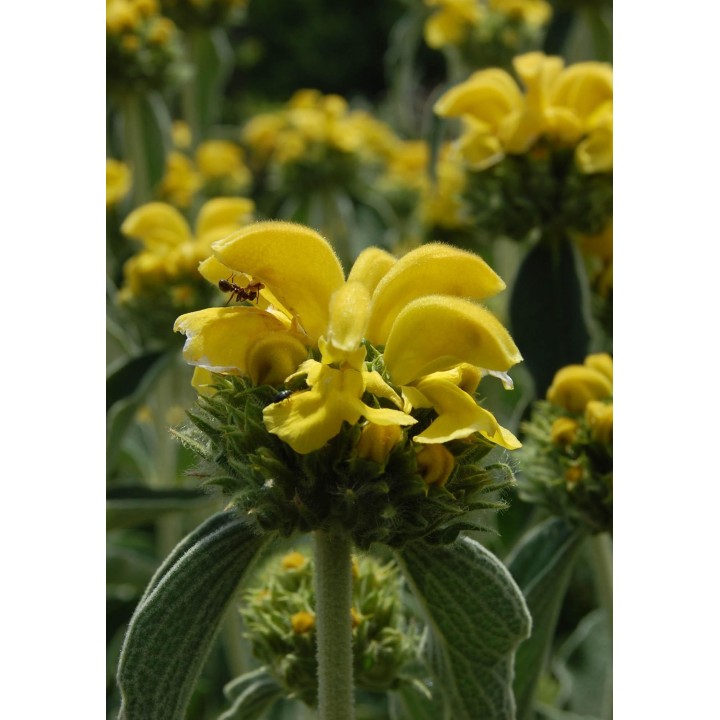 Sauge de Jérusalem - Phlomis fruticosa - Description et vente