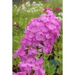 Phlox maculata 'Alpha'
