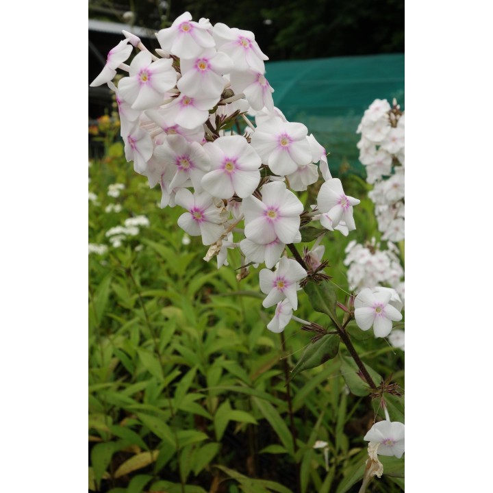 Phlox maculata 'Omega'