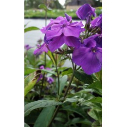Phlox paniculata 'Blauer Morgen'