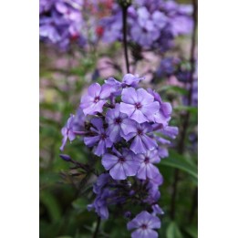 Phlox paniculata 'Blue Evening'