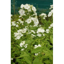 Phlox paniculata 'Jade'