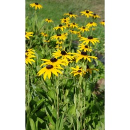 Rudbeckia fulgida var. deamii