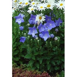 Platycodon grandiflorus 'Sentimental Blue'