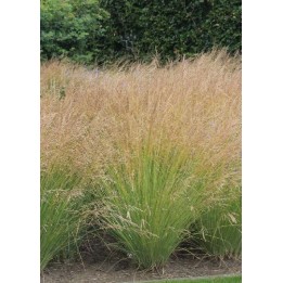 Paturin - Poa labillardieri