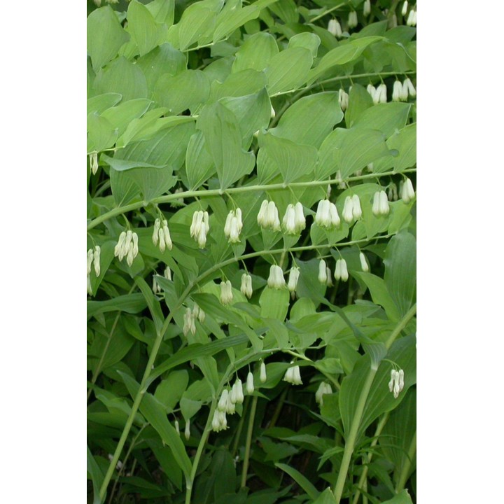 Sceau de Salomon - Polygonatum multiflorum