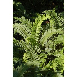 Polystichum aculeatum