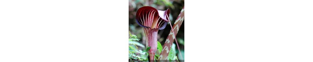 Collection de plantes vivaces himalayennes et Asiatiques rustiques