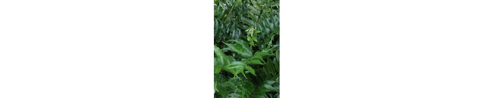 Choix de fougères de jardin non gélive plantes à feuillage persistant.