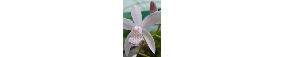Orchidées de jardin non gélives