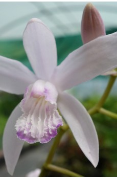 Orchidées de jardin non gélives