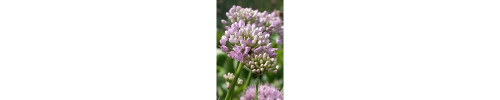 Description et choix de bulbes à fleurs ornementaux ou comestibles.