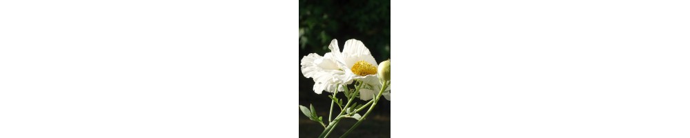 Acheter des plantes vivaces arbustives, choix et descriptions.