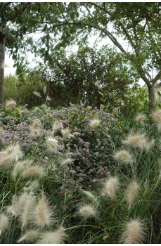 Toutes les plantes