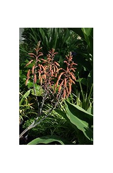 Choix de plante pour rocailles et sols secs, jardins sans arrosage