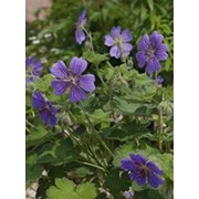 Geranium