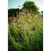 Sauges