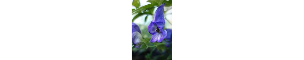 Choisir des plantes vivaces de jardin - Plantes fleuries pour massifs