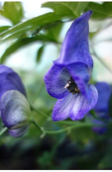 Choisir des plantes vivaces de jardin - Plantes fleuries pour massifs