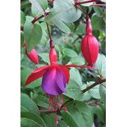 Fuchsia