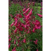 Penstemon