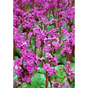 Bergenia