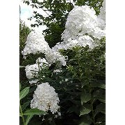 Phlox
