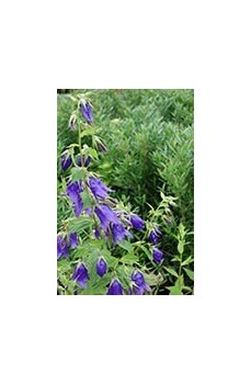 Campanules