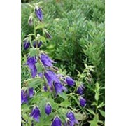 Campanules