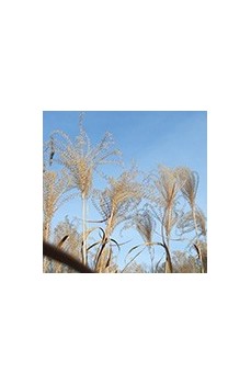 Découvrez notre collection de Miscanthus - Eulalie - Roseau de Chine -