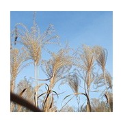 Miscanthus