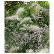 Pennisetum
