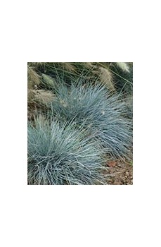 Acheter des Fétuques ornementales pour le jardin - Festuca