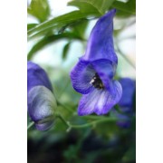 Genres