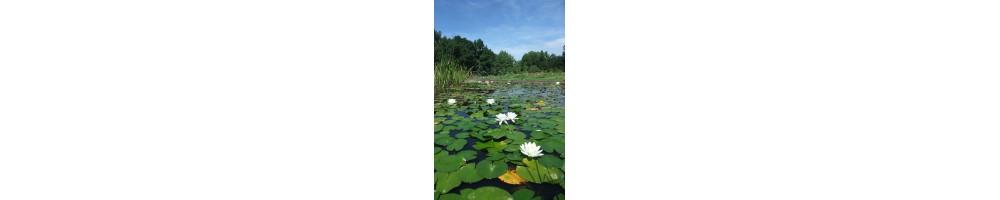 Plantes aquatiques, filtrantes, helophyles, de zones humides, marecages, bassins, rives, étangs