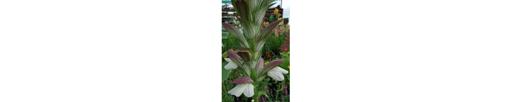 Découvrir les Acanthes du catalogue Atelier du végétal - Acanthus