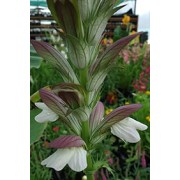 Acanthes