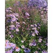 Aster