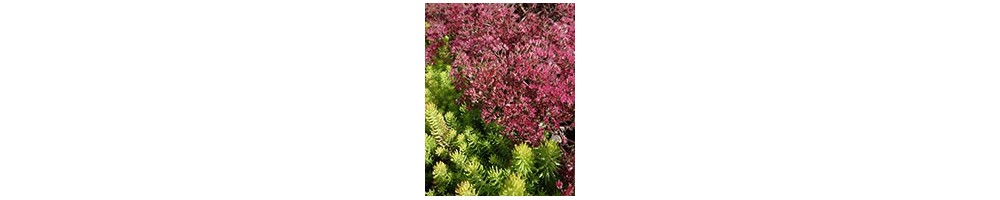 Toute notre game de Sedum - Orpins résistants au gel pour le jardin 