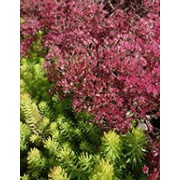 Sedum