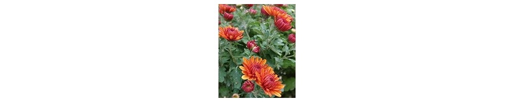 Une sélection de beaux Chrysanthèmes résistants pour le jardin